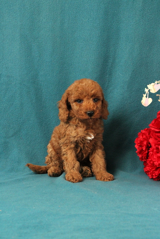 puppy, for, sale, Mini Goldendoodle F1BB, Matthew B. Stoltzfus, dog, breeder, Gap, PA, dog-breeder, puppy-for-sale, forsale, nearby, find, puppyfind, locator, puppylocator, aca